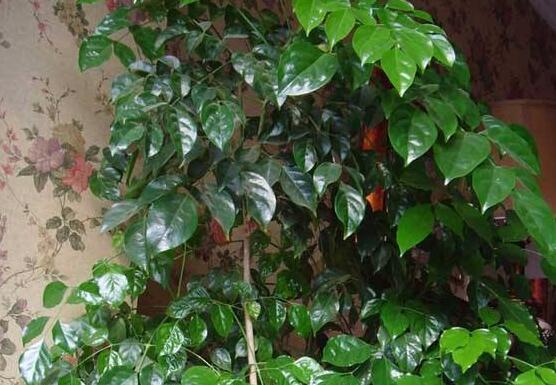 幸福樹怎么澆水，不干不澆、澆則必透的原則