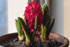 如何養(yǎng)好風信子，風信子養(yǎng)殖5大秘訣"