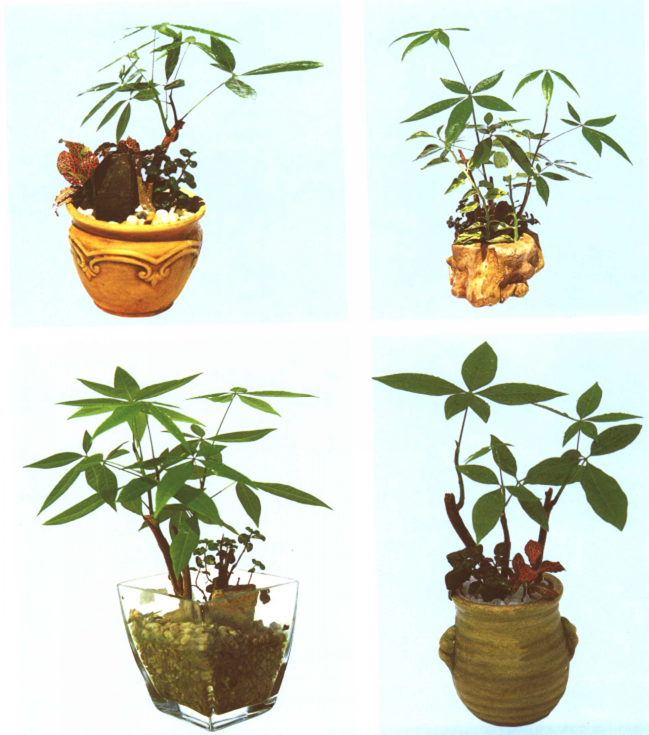 室內(nèi)怎樣養(yǎng)殖發(fā)財樹，發(fā)財樹小盆景養(yǎng)殖