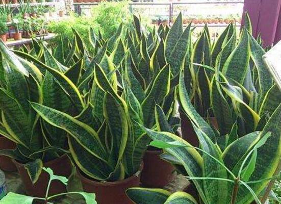 虎皮蘭的病害及防治，虎皮蘭五大病害及防治方法"