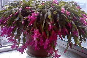 蟹爪蘭春天會(huì)開(kāi)花嗎，蟹爪蘭春天怎么養(yǎng)