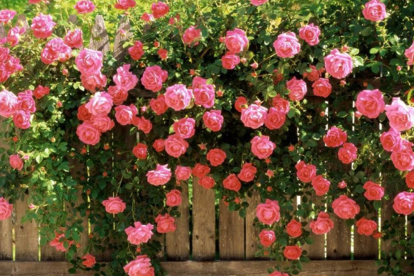 爬藤月季怎么搭架子，架子一般用花墻/花柱/拱門等"