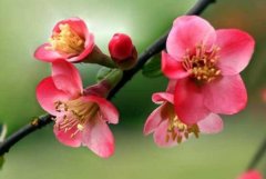 海棠花什么時候開花，盆栽海棠花花期多久"