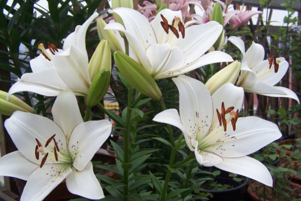 如何讓百合分叉多開花，三種養(yǎng)殖手段讓花多開"