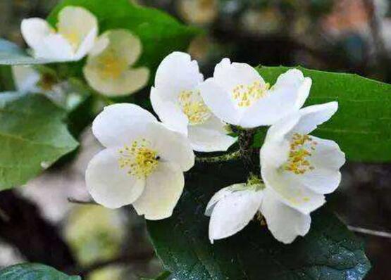 梔子花和茉莉的區(qū)別，教你三種簡單區(qū)別方法(花期/花葉/果實)"