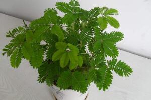 含羞草可以水培嗎，含羞草水培養(yǎng)殖方法"