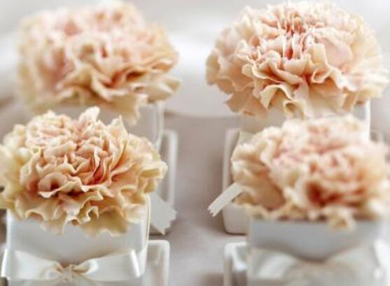 好看的康乃馨的圖片欣賞，祝母親永遠(yuǎn)健康長(zhǎng)壽、福如東海"