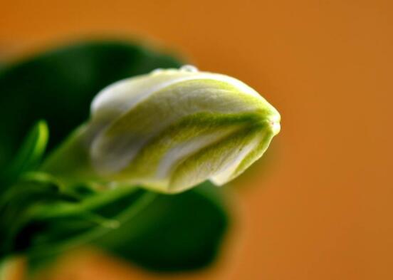 梔子花葉子蔫了怎么辦，四種原因以及解決辦法"