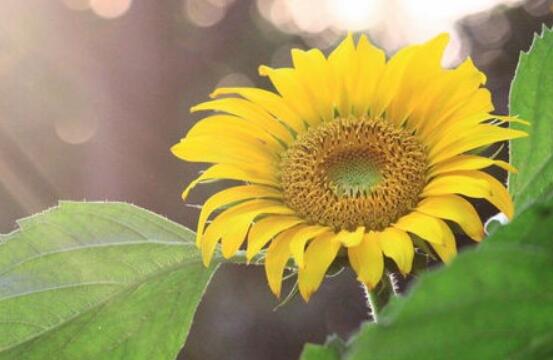 向日葵葉子發(fā)黃怎么辦，做好三個(gè)重要養(yǎng)護(hù)要點(diǎn)(光照/澆水/施肥)"
