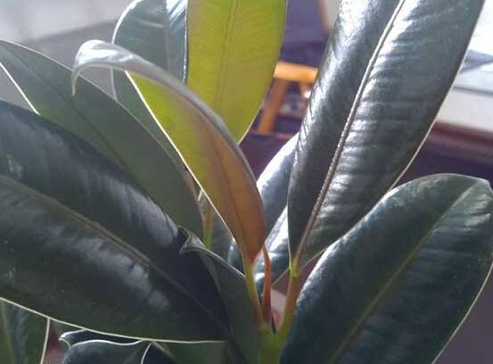 橡皮樹(shù)長(zhǎng)黑斑怎么辦，兩種原因以及解決辦法"