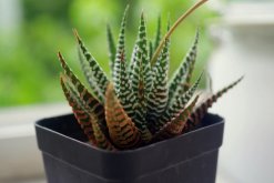 條紋十二卷怎么養(yǎng)，保證充足的光照