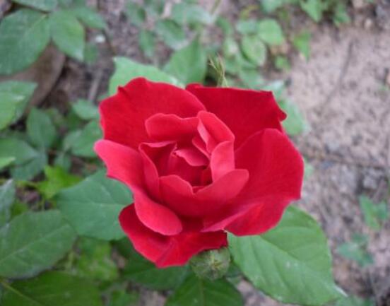 薔薇花怎么牽引爬墻，固定好主枝、延伸修剪后新枝條"