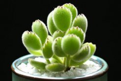 熊童子秋季怎么養(yǎng)，熊童子在秋季的養(yǎng)殖技巧"