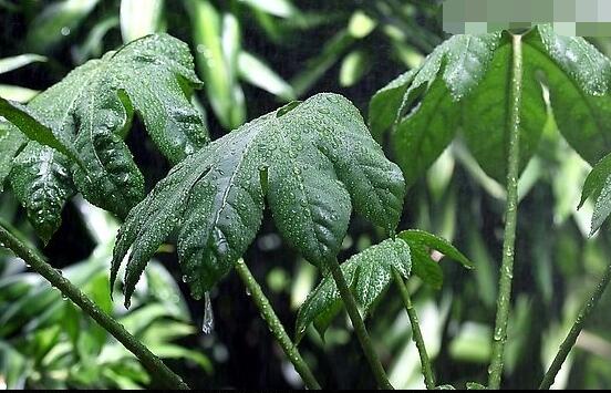 龜背竹施什么肥好，龜背竹施氮磷鉀肥最好"