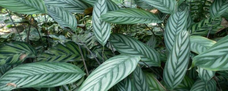 竹芋葉子發(fā)黃怎么辦"