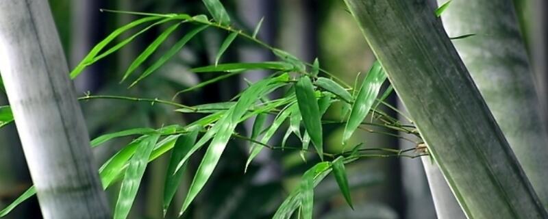 室內(nèi)竹子的養(yǎng)法"