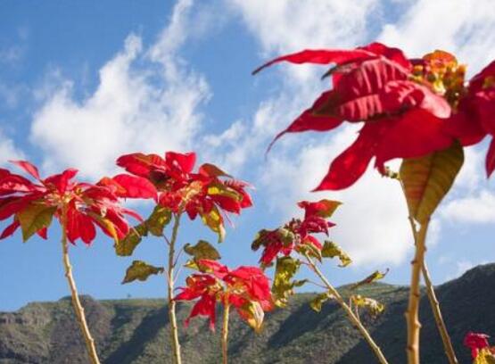 一品紅可以水培嗎，一品紅水培方法"