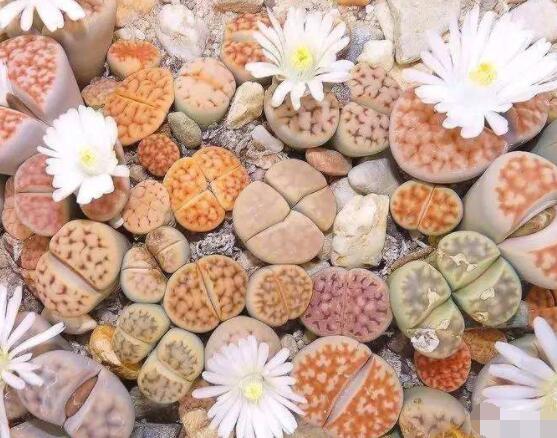 生石花移植方法，做好六點基本步驟成功率百分百"