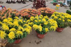 菊花怎么修剪，4步即可完成菊花的修剪"