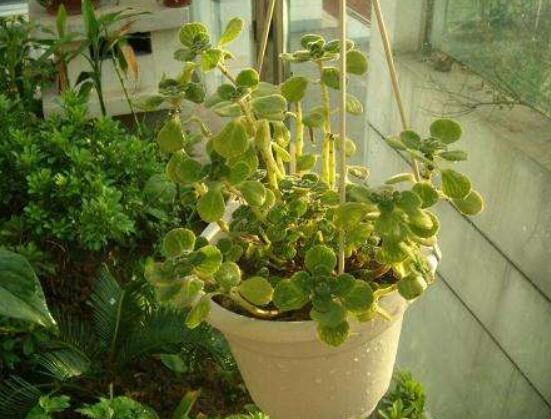 碰碰香如何澆水，做到見干見濕原則"