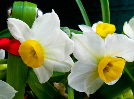 水仙冬天養(yǎng)殖的禁忌，注意四大養(yǎng)殖要點(光照/溫度/澆水/施肥)"