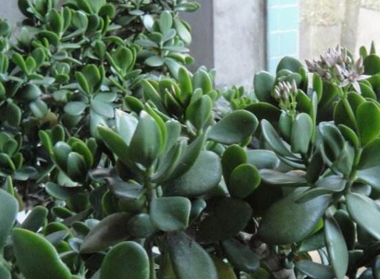 怎么讓玉樹開花，做好這六個要點便可花開爆盆"