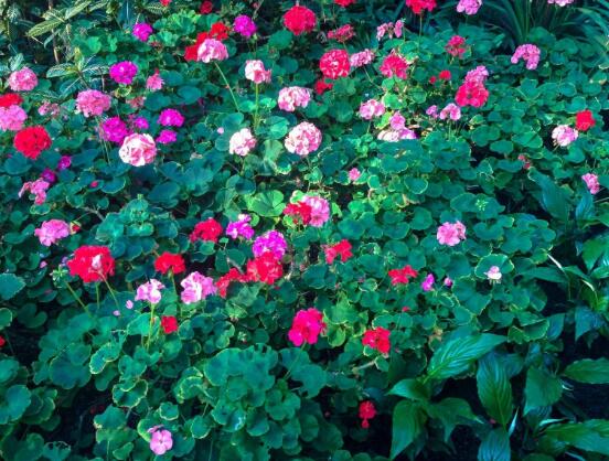 天竺葵有毒嗎，天竺葵可以放在臥室養(yǎng)嗎"