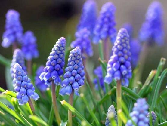 風(fēng)信子的水培方法，簡(jiǎn)單易學(xué)的四大水培基本步驟"