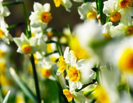 水仙花有幾個品種，水仙花最好看八大品種"