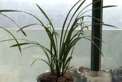 寒蘭怎么養(yǎng)，保證土壤適宜并控制好環(huán)境光照"