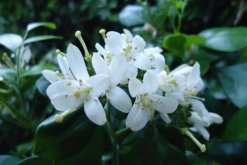 九里香可以放室內(nèi)嗎，不宜長時間擺放在室內(nèi)"