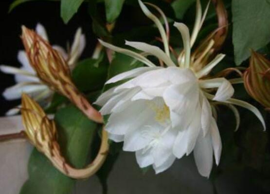 曇花摘下來如何保存，主要分為做干花和自然晾干"