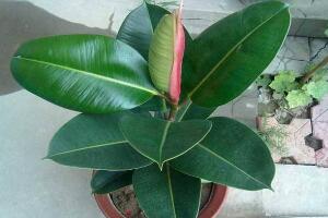 橡皮樹(shù)好養(yǎng)嗎，橡皮樹(shù)的養(yǎng)殖方法和注意事項(xiàng)"