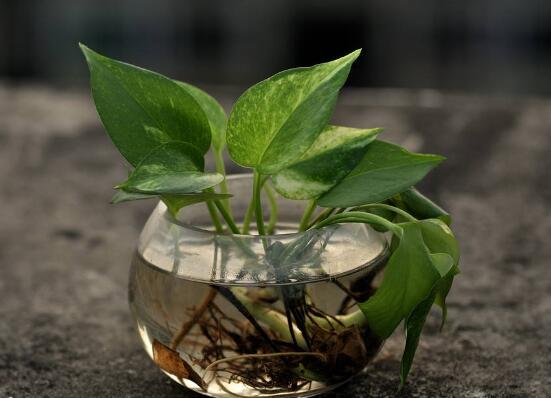 怎樣制作綠蘿盆景，教你簡單四個(gè)步驟就可完成"