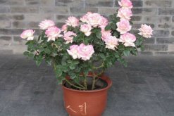 月季換盆后蔫了怎么辦，適當(dāng)遮陰并控制澆水