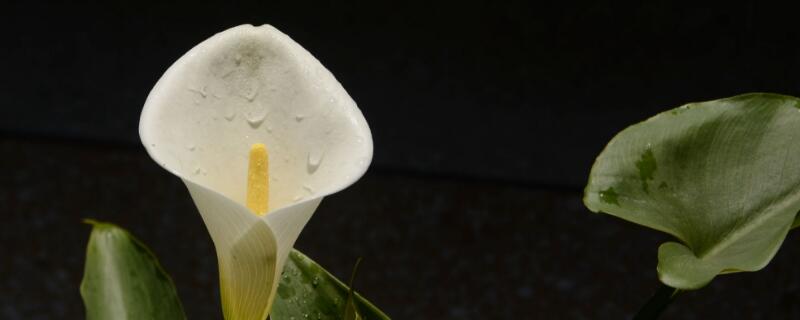 馬蹄蓮的開放時(shí)間