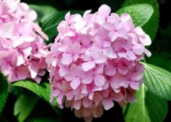 繡球花花語是什么，繡球花的寓意及象征"