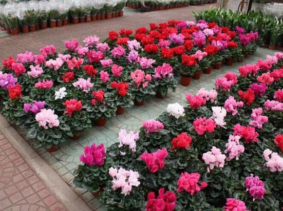 仙客來爛根怎么救治，修剪爛根、消毒處理/重新扦插繁殖"