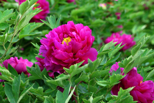 牡丹花如何過冬，穩(wěn)定室溫在15℃以上