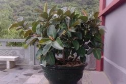 橡皮樹和橡膠樹的區(qū)別，從葉子、花朵、用途、產(chǎn)地來區(qū)分"