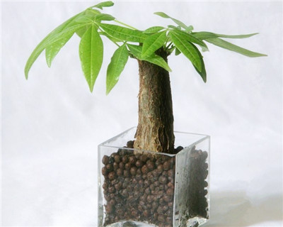 發(fā)財(cái)樹怎么澆水，發(fā)財(cái)樹澆水要注意什么"