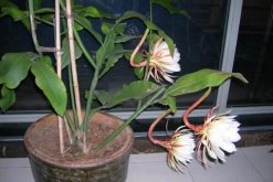 曇花幾年開花，養(yǎng)殖三年左右才能開花"