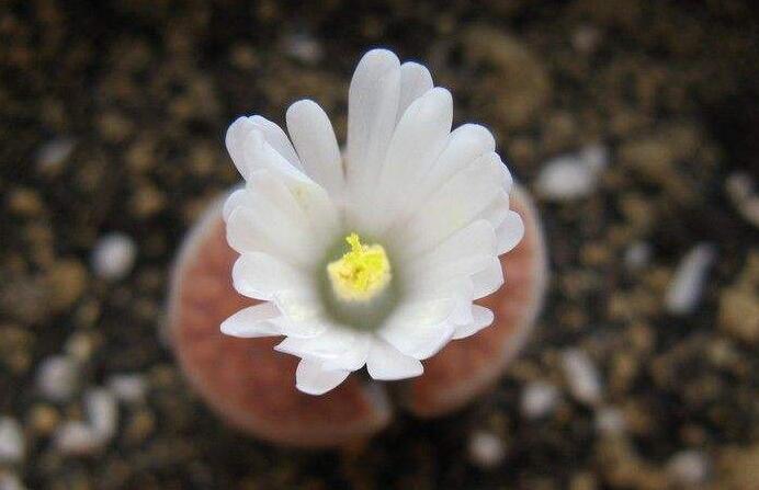 生石花用什么土最好，適宜的土壤配制"