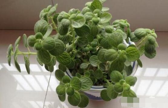 碰碰香怎么扦插，春夏秋季均可/以最基部枝條為主"