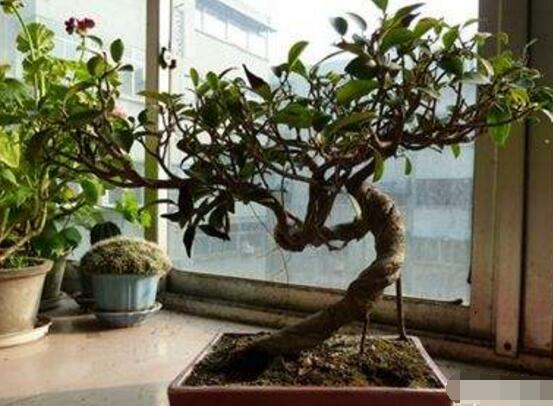 盆景榕樹有毒嗎，盆景榕樹可以放在室內(nèi)嗎"