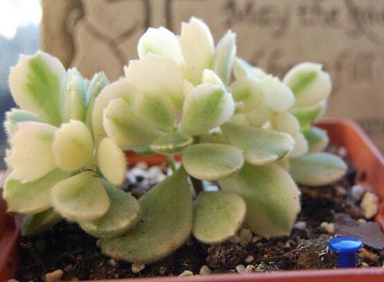 熊童子開花要施肥嗎，施以磷鉀肥為主/35度以上停止施肥"