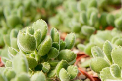 多肉植物熊童子掉葉子，找出問題的原因及時(shí)處理"
