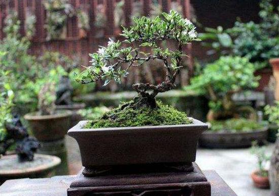 六月雪造型方法，蓄木截干法/剪扎結(jié)合法(美觀)"