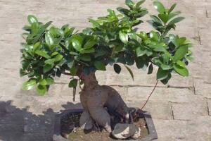 榕樹盆景冬天怎么養(yǎng)，盆景榕樹冬季注意事項"