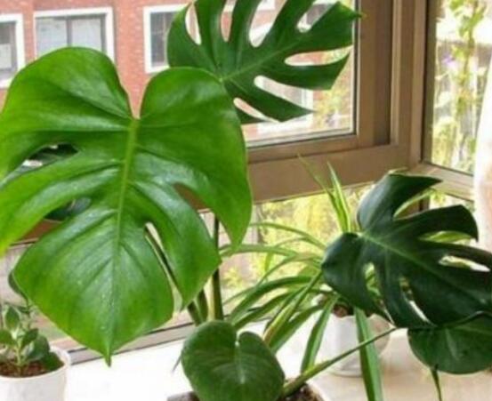 小龜背竹有毒嗎，毒性較輕/避免接觸汁液即可"